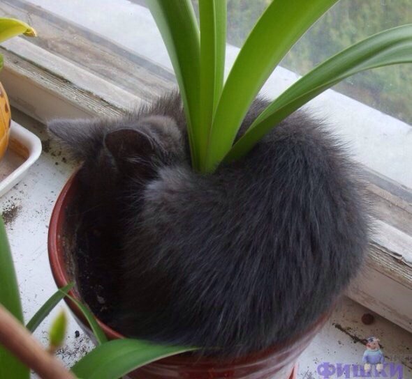 Котики на выходные