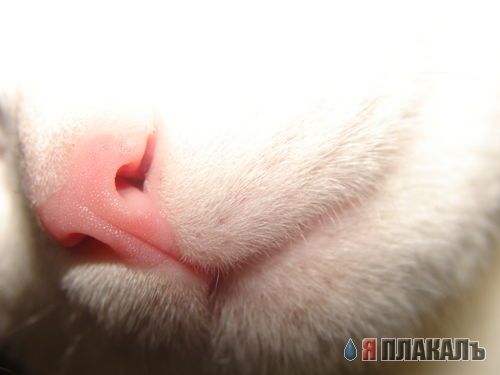 Коты, кошки, котята