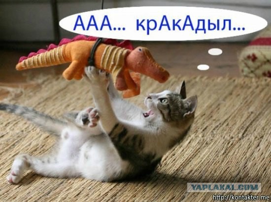 Картинки этих ваших интернетов