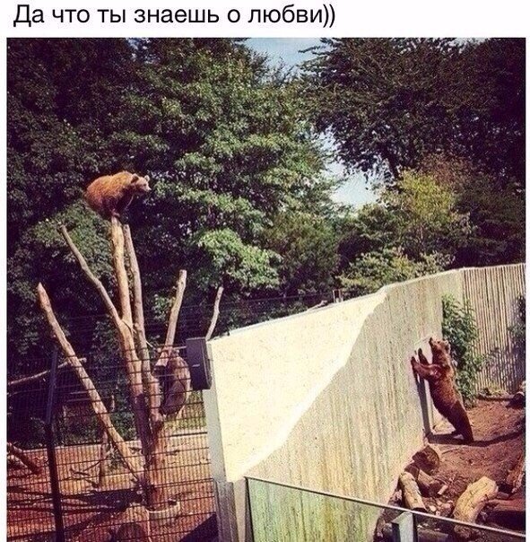 Божьи твари