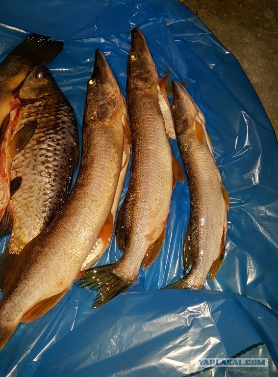 Рыбалка на Белом море