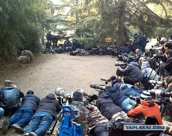 Полиция установила камеру ночного видения, чтобы найти пуму, но ситуация вышла из-под контроля