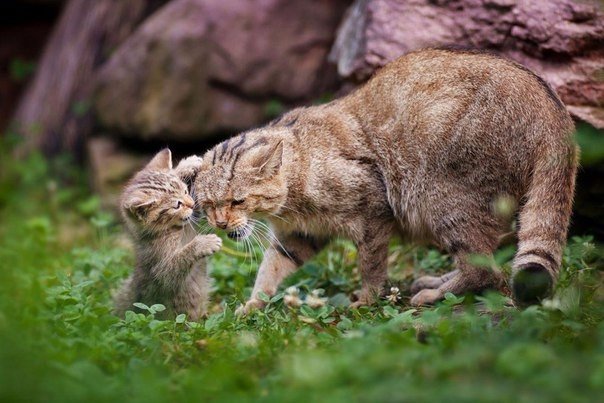 Коты из сети