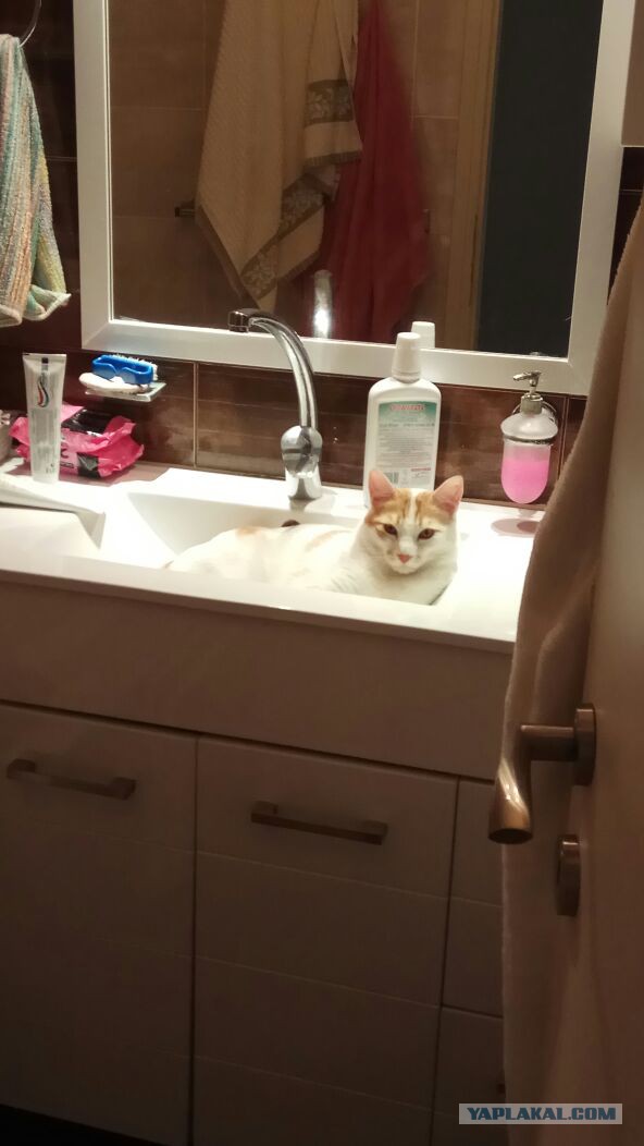 Мой кот. Это нормально?