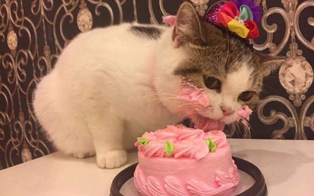 Коты и Кошки