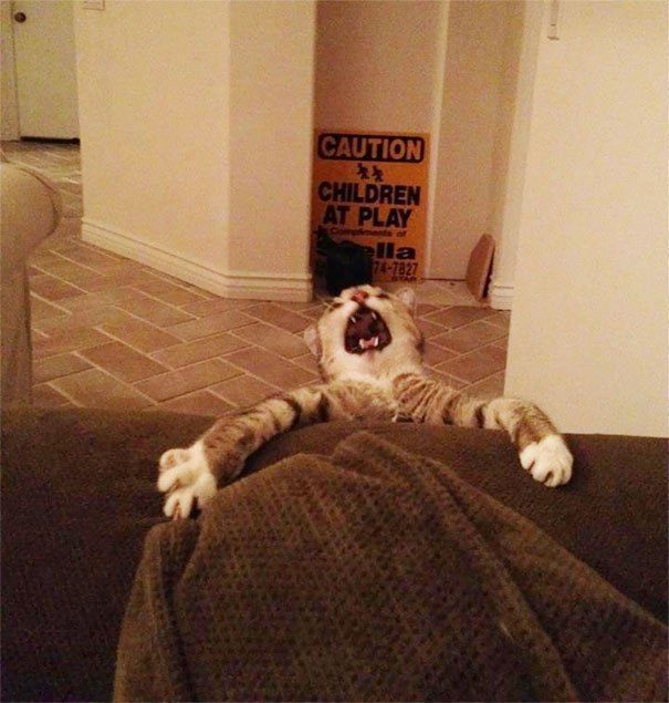 Коты и Кошки