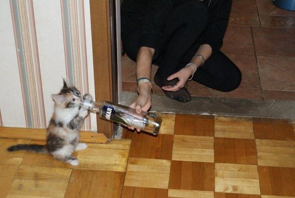 Прикольных котов пост