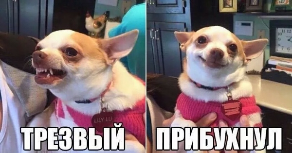 Алкогольный юмор 18+