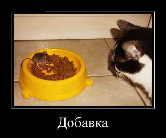 Прикольных котов пост