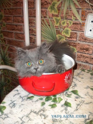 Десантный котовторник