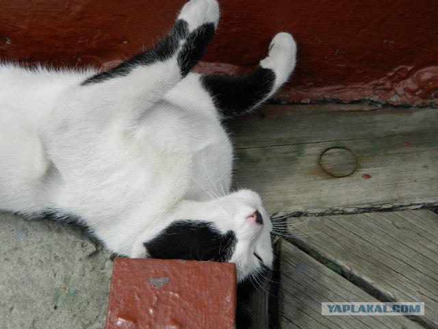 Котовторник 06.09.11