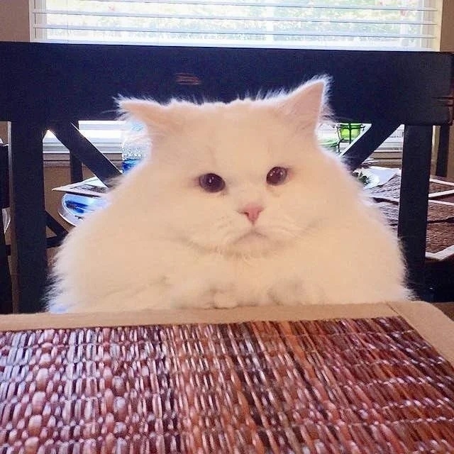 Прикольных котов пост