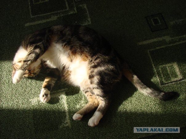 Котовторник! 13.03.2012