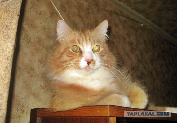 Котовторник 20.03.2012