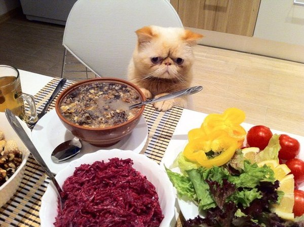 Живность из сети