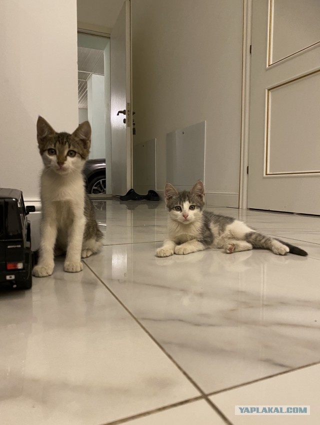 Котята! =)