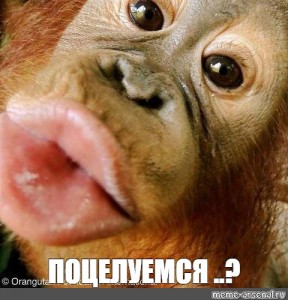 Орангутан пришел на помощь человеку