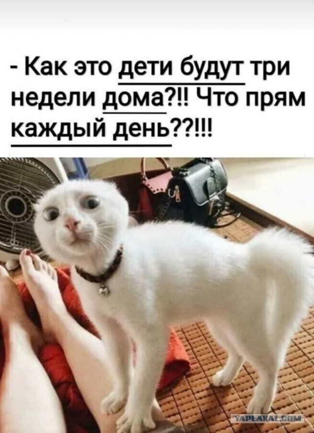 Тяжёлые будни кота во время карантина