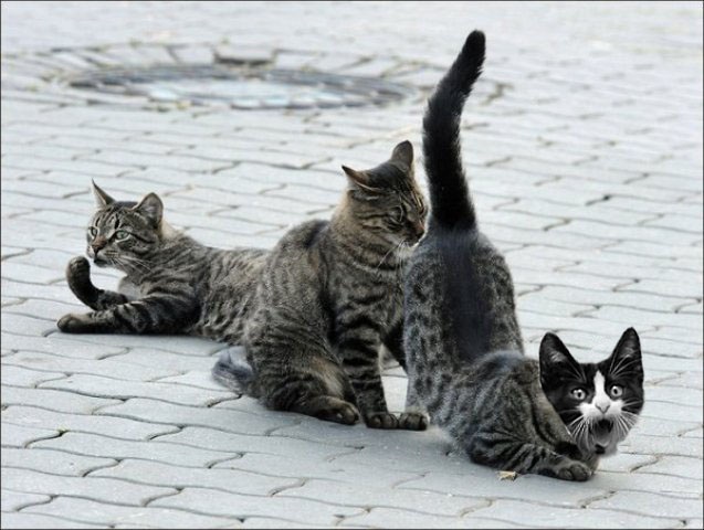 Фотожаба: Кот