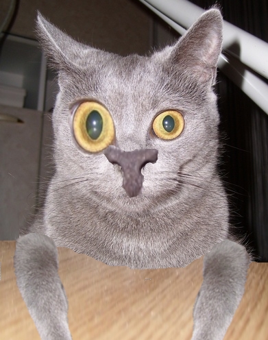 Отжабте моего кота