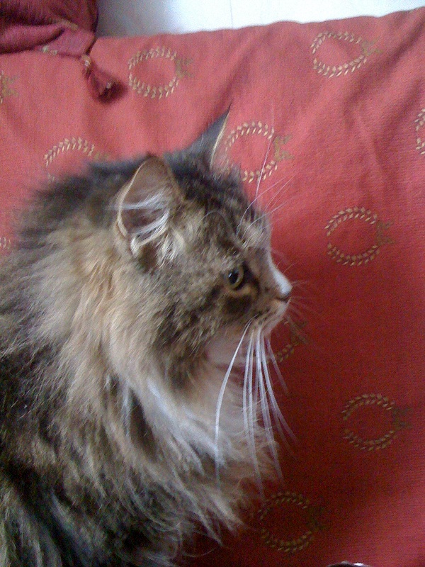 И опять говорящий кот (no no no cat)