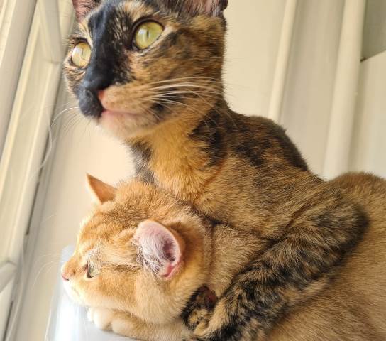 Хоба! Котовторник!