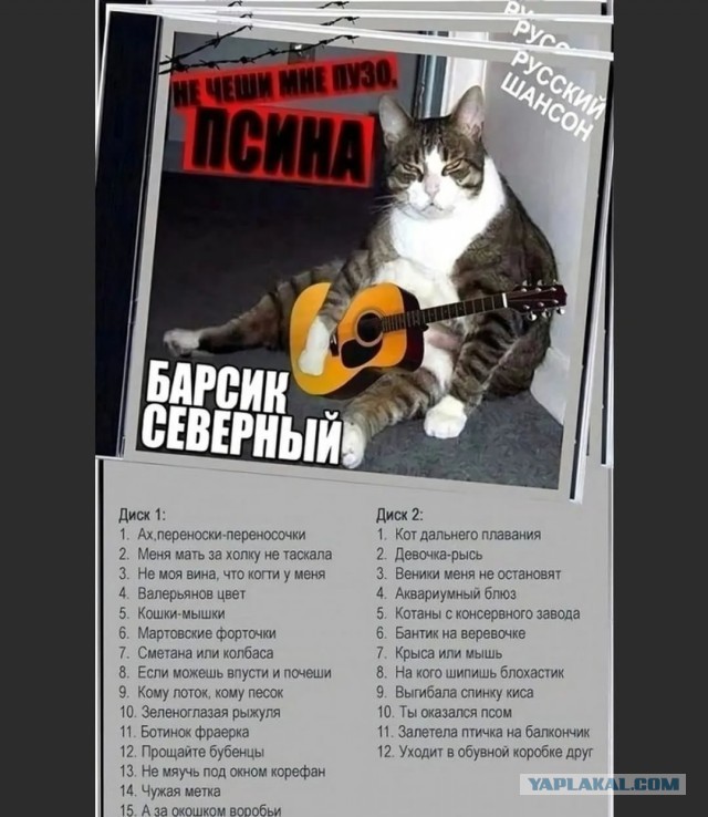 Дразнил собак, ловил птиц: На кота из Ленобласти написали заявление