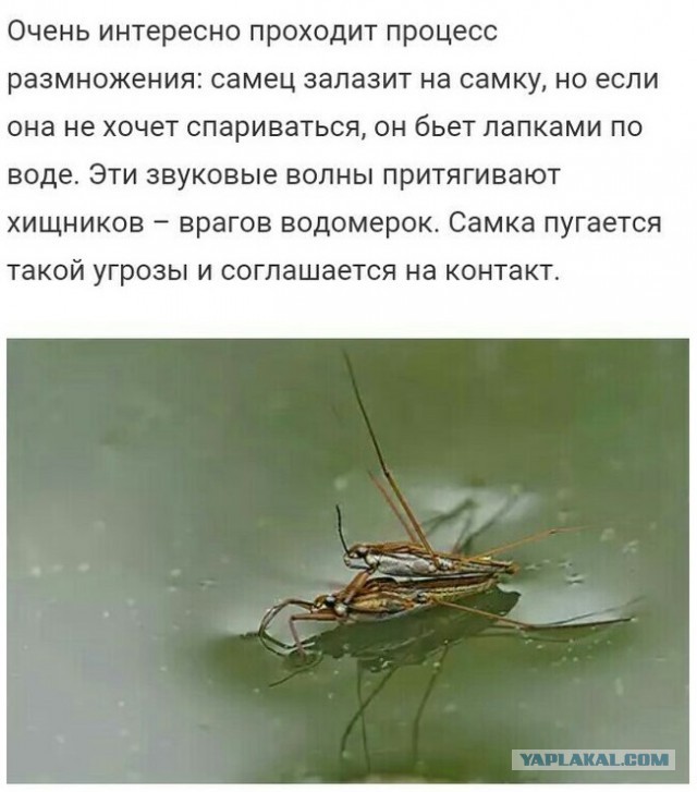 Картинки и мемы для настроения