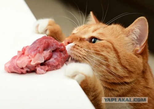 Котик и пельмешки