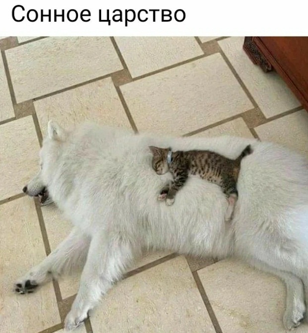 Картинки и мемы, всяко разно - 175
