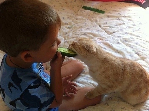 Не только котовторник, а еще и Всемирный день кошек!