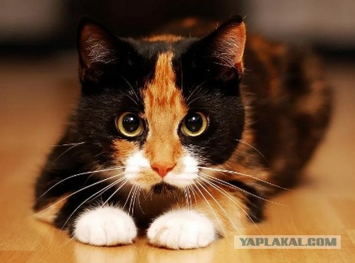 Из здания МГУ изгоняют котов. Совсем офонарели?!