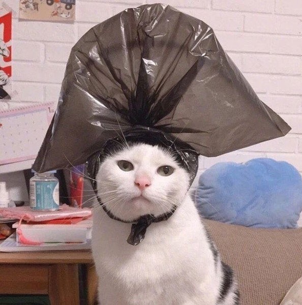 Котовторник 09.04.24