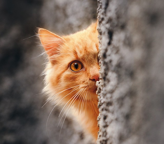 Коты деревенской породы