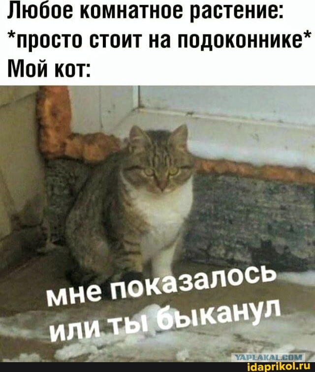 Веселое настроение в картинках (19.08.2025)