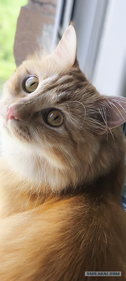 Котовторник.Наши модели