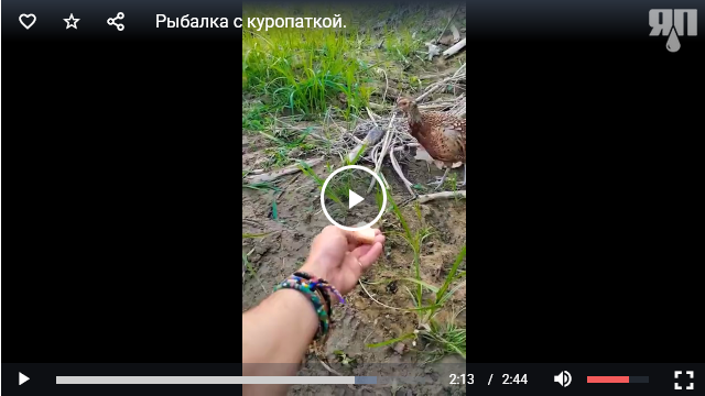 Рыбалка с куропаткой