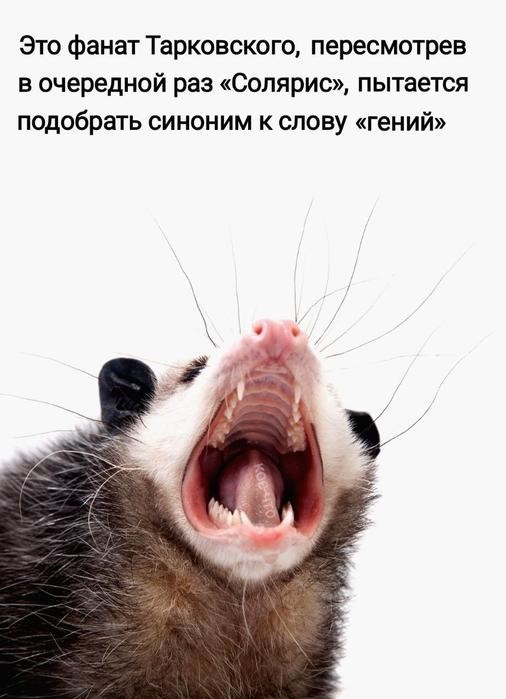Картинки для деградации 176 (разной степени свежести)
