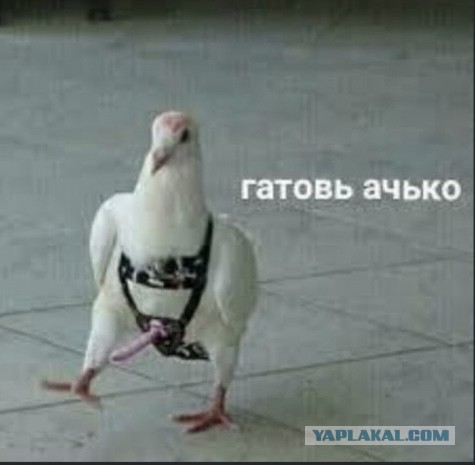 Блогерша из Подмосковья пришла в МФЦ с курицей, чтобы поставить её на учёт