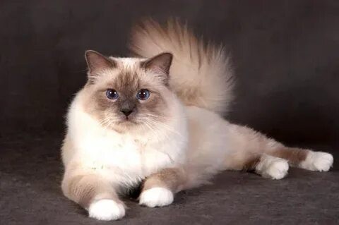 Уставший малыш (котовторник)