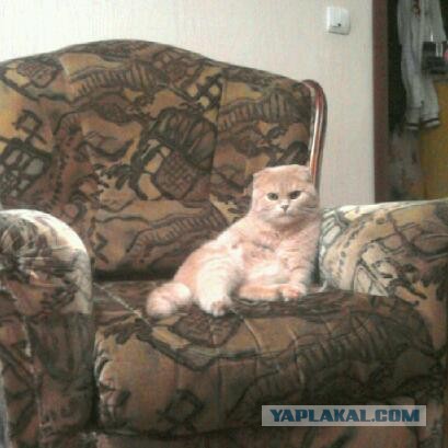 Котовторник 8.10.2013