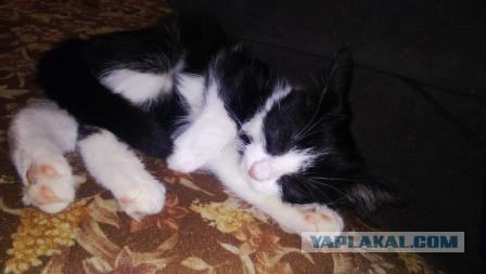 Котовторник   31.12.  2013