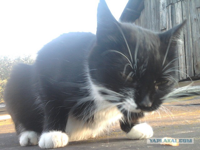 Котовторник 04.03.2014