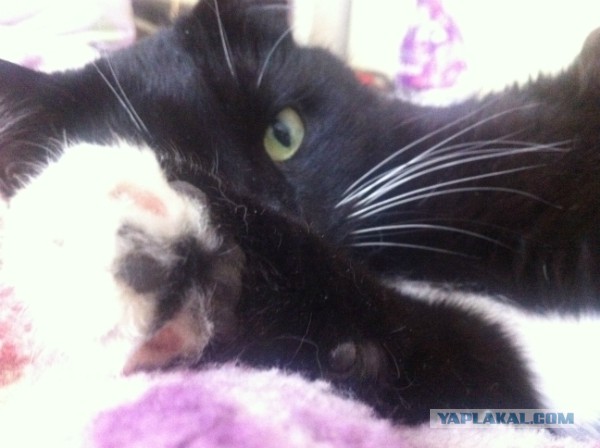 Котовторник 29.04.14.