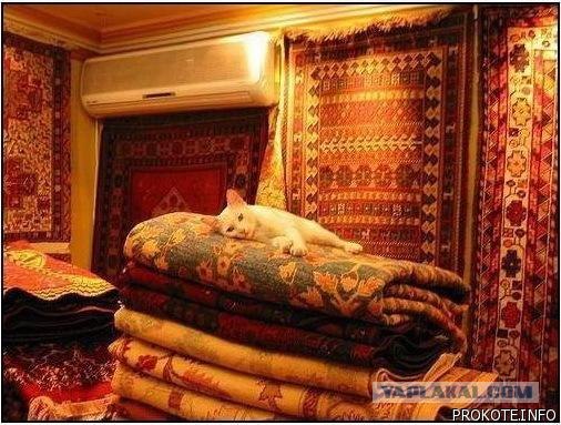 Ковры в соц-сетях