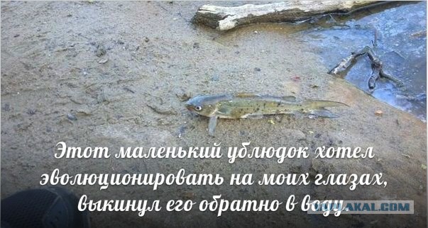 Сомы сходят с ума