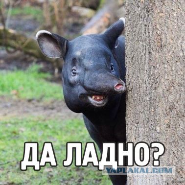 РФ vs СШП. Про армии.
