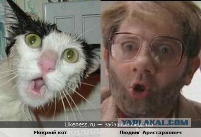 Забавные коты и кошки