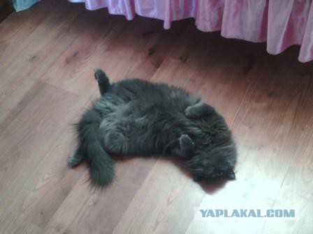 Котовторник 31.03.2015