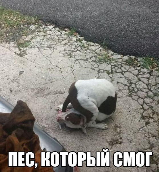 Собакочетверг